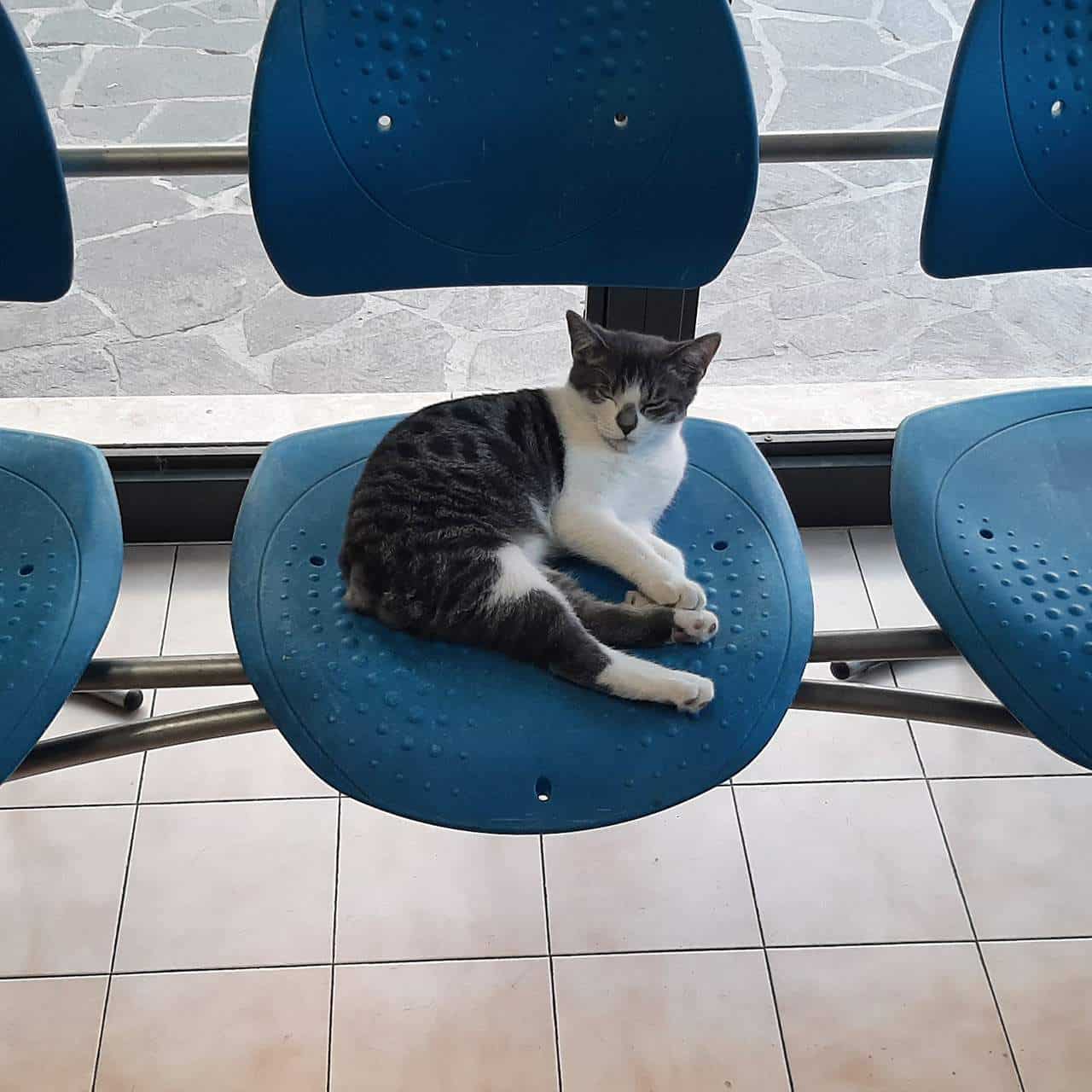 Assistenza Veterinaria Berica Vicenza