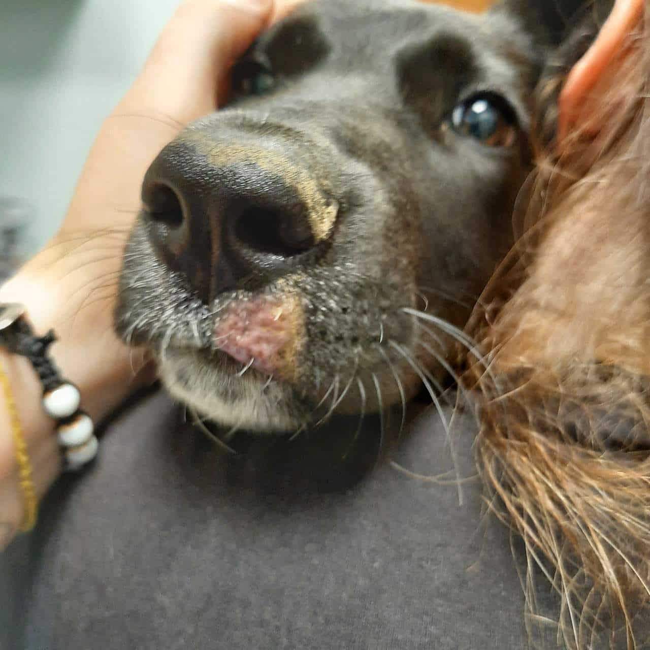 Dermatologia Veterinaria