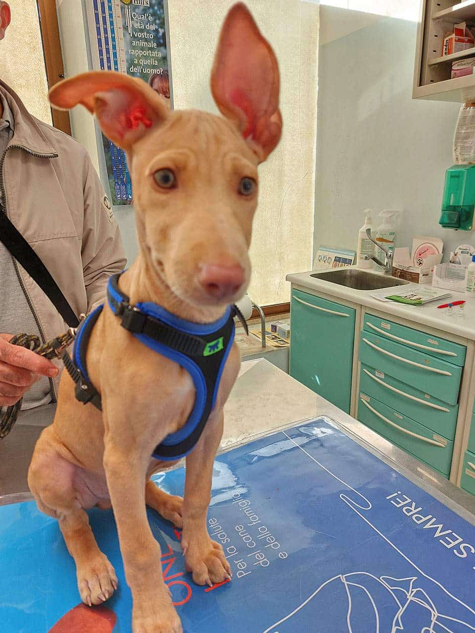 Profilassi e Vaccinazioni Veterinario Vicenza