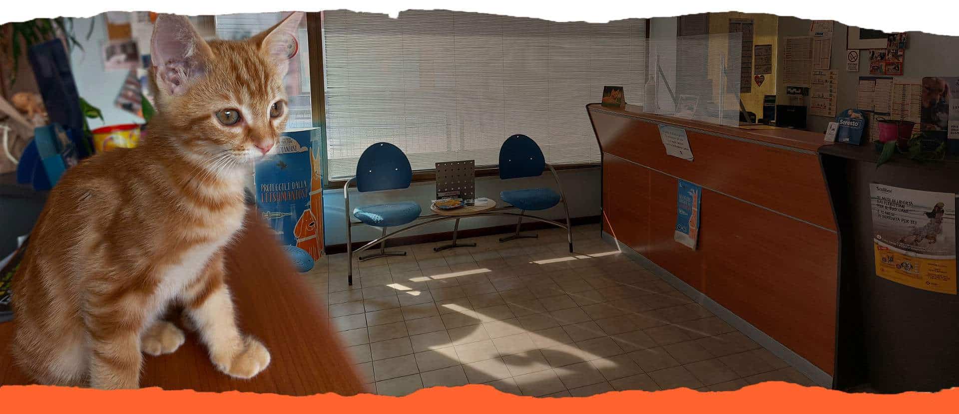 Servizi Veterinari a Vicenza
