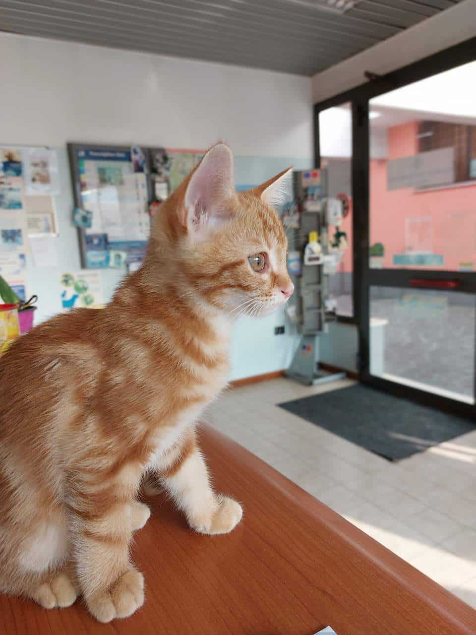 Servizi Veterinari clinica Veterinaria Berica Vicenza