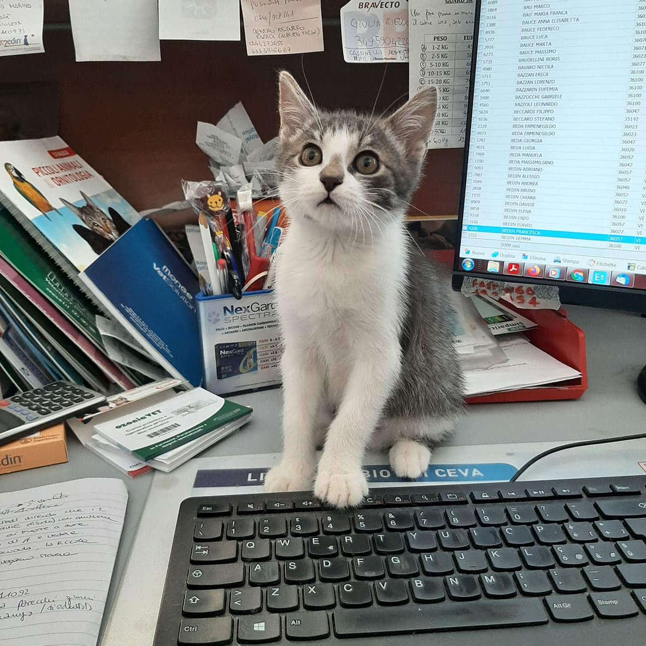 Servizio Veterinario Clinica Veterinaria Berica Vicenza