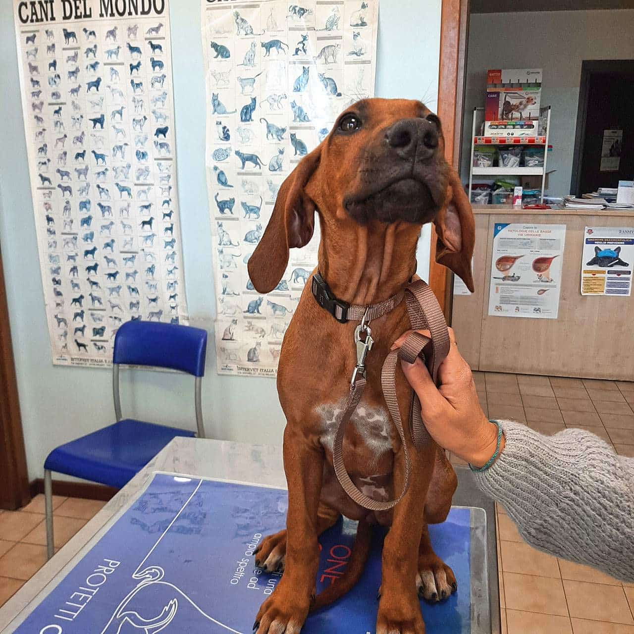 Vaccinazione e profilassi Veterinario Vicenza