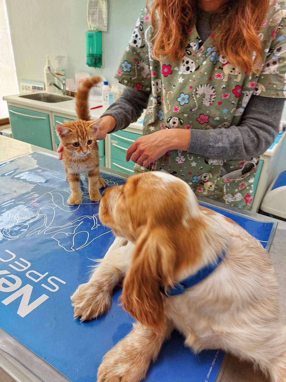 Vaccinazioni e profilassi Veterinario Vicenza