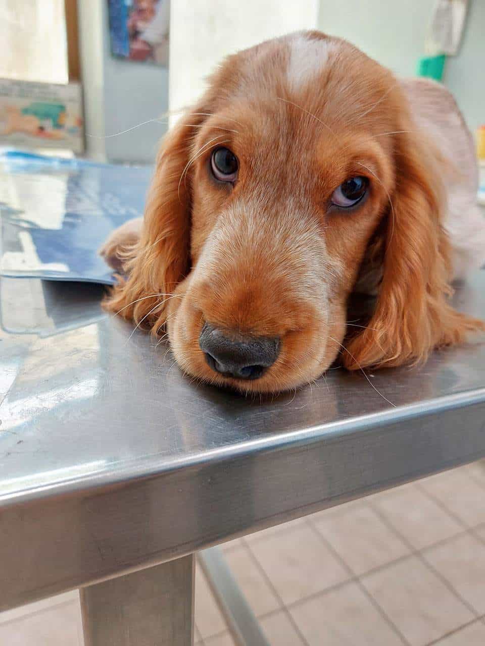 Visita Clinica Veterinaria Vicenza