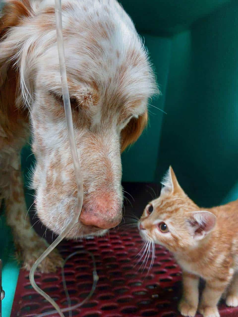 Visita Clinica Veterinario Vicenza