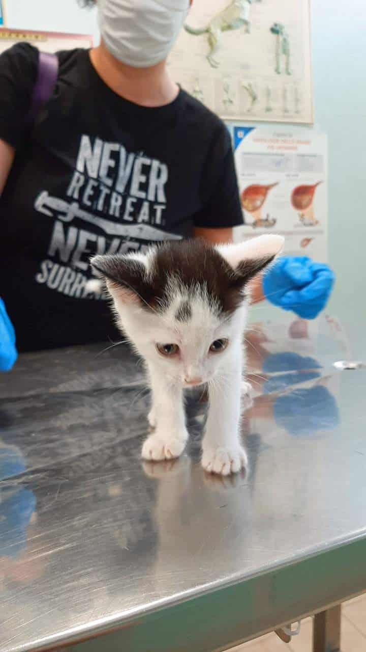 Visita Veterinaria a Vicenza