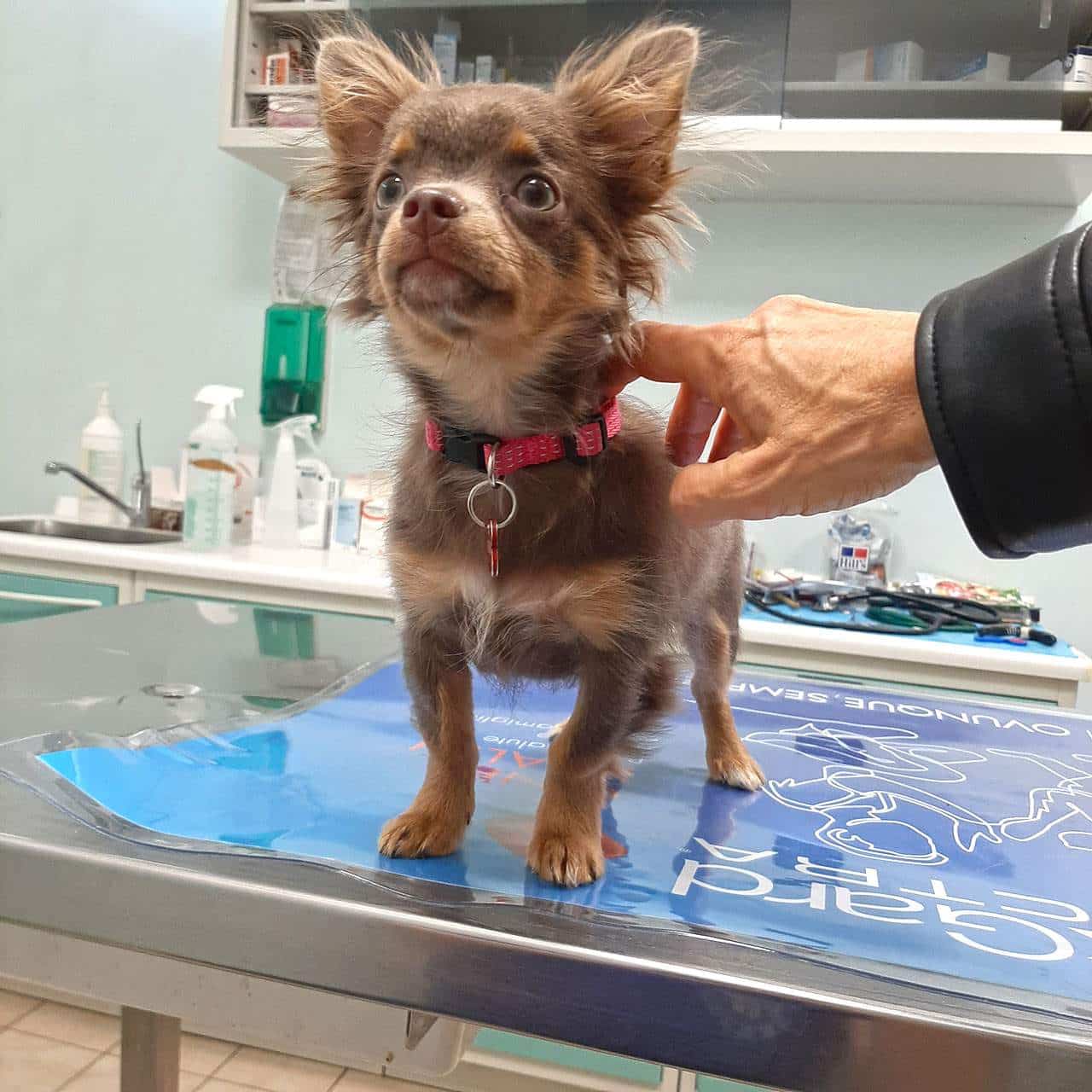 Visita Veterinario Vicenza