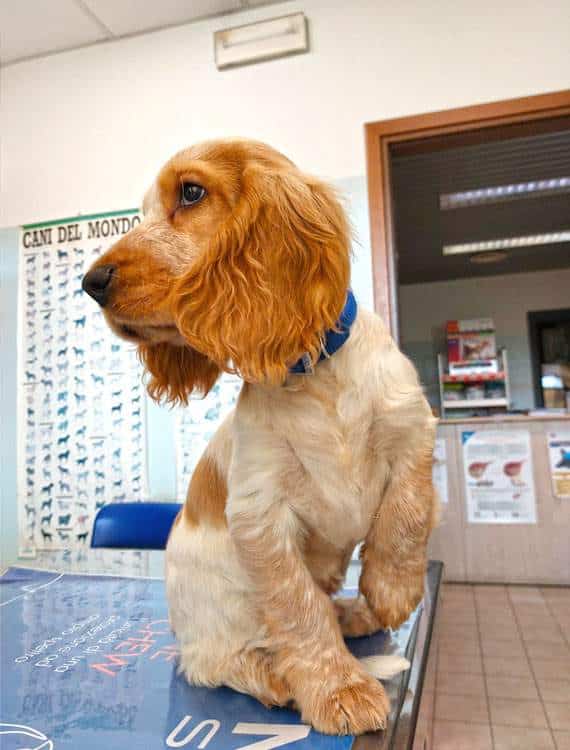 Visite veterinarie esami di laboratorio a Vicenza